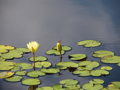 [Green lilypads float on the blue water. One lily flower is partially open. The closed lily flower has a tiny orange dragonfly on it.]